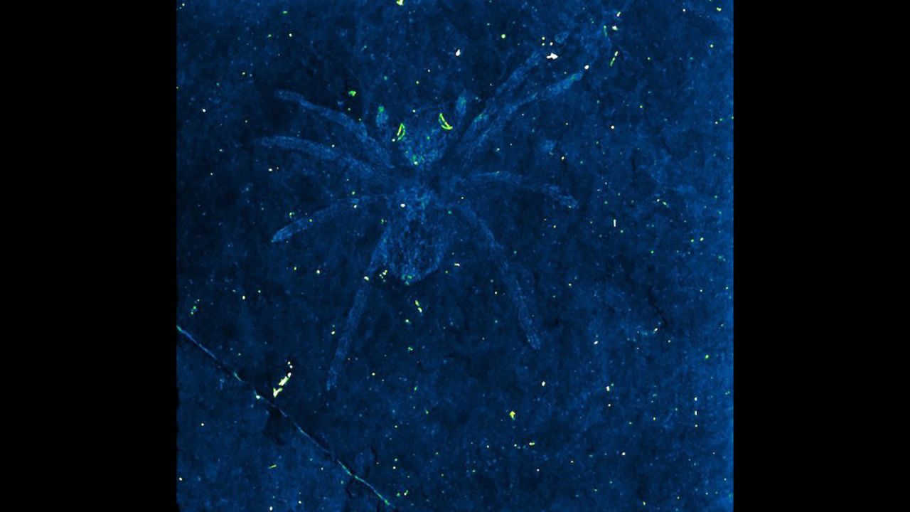 This ancient spider fossil had reflective eyes.