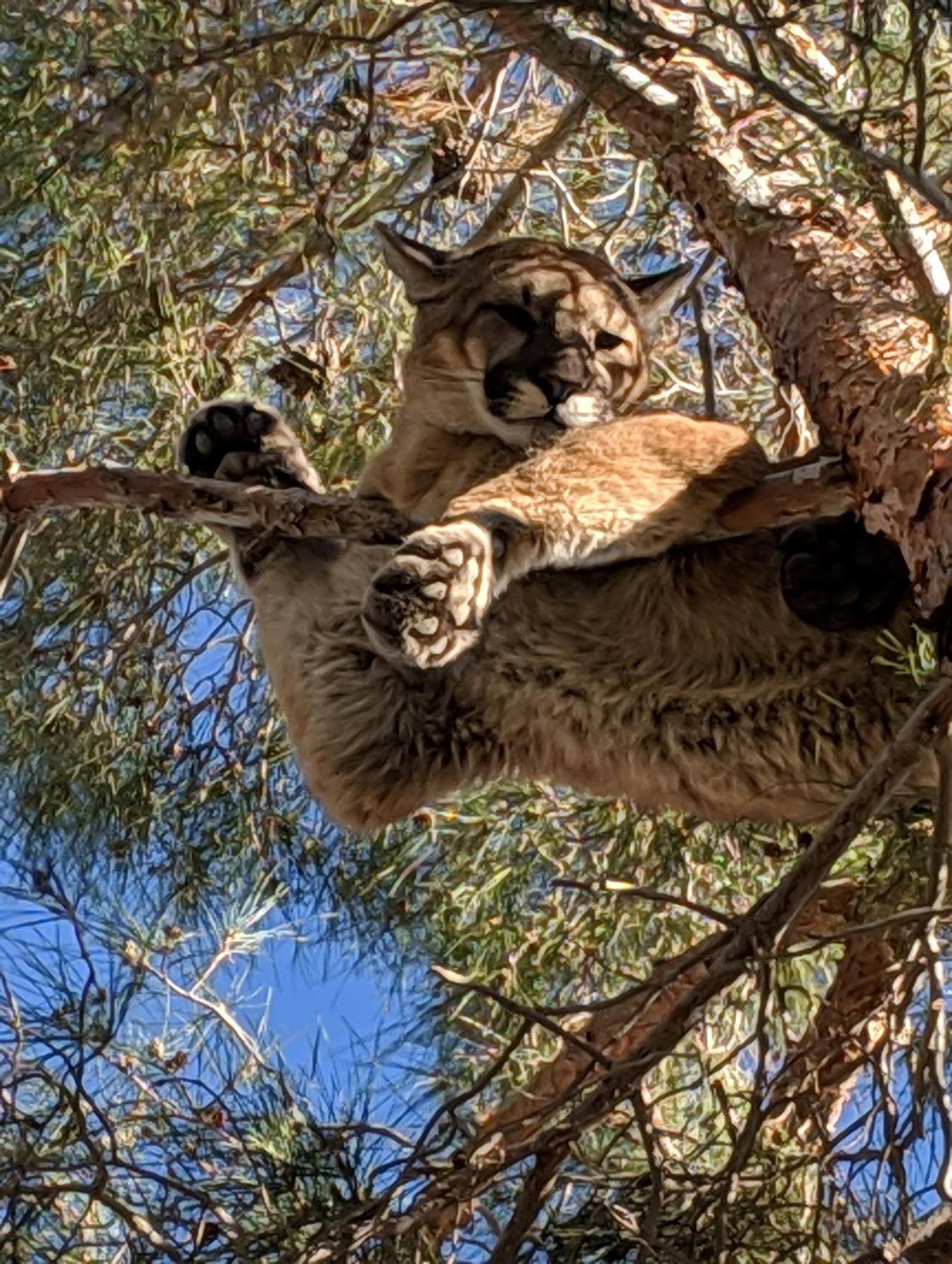 Possible mountain lion reported in Princeton resident's yard 