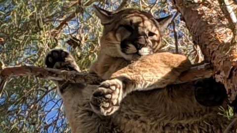 The mountain lion was spotted by a homeowner in Hesperia, California.
