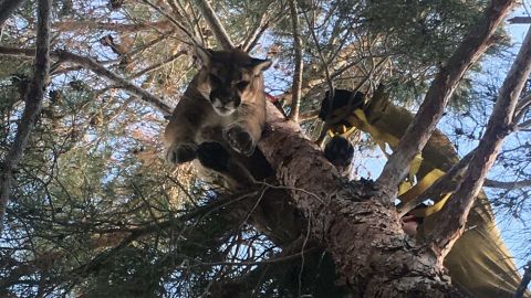 The mountain lion is lowered from the tree.