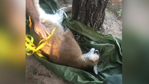 The big cat was assessed by wildlife experts before being released back into the wild.