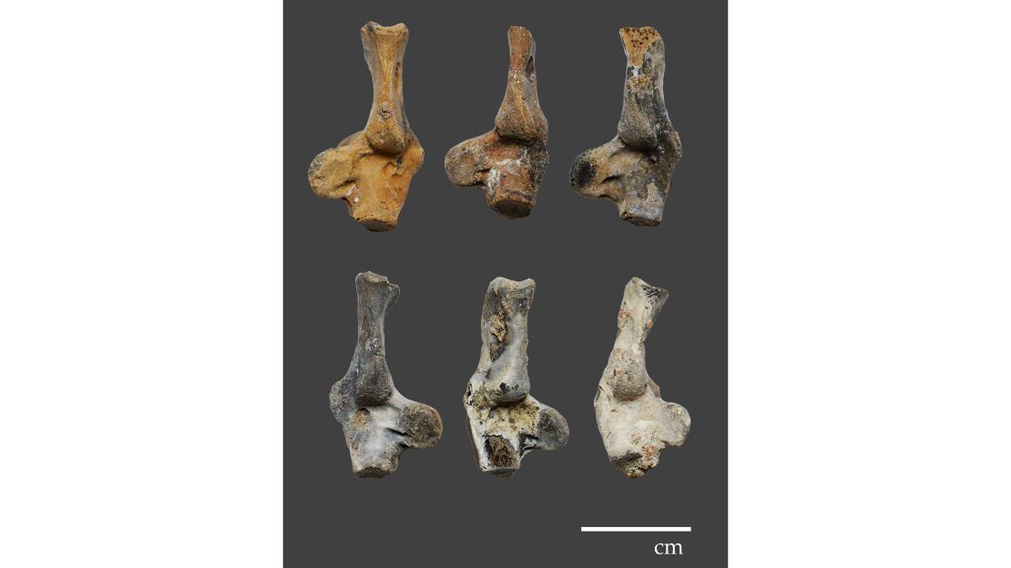 Examples of tools manufactured from monkey bones.