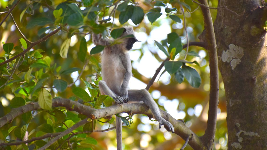 A gray tufted langur, one of the monkey species targeted by early humans that settled in Fa-Hien Lena Cave.