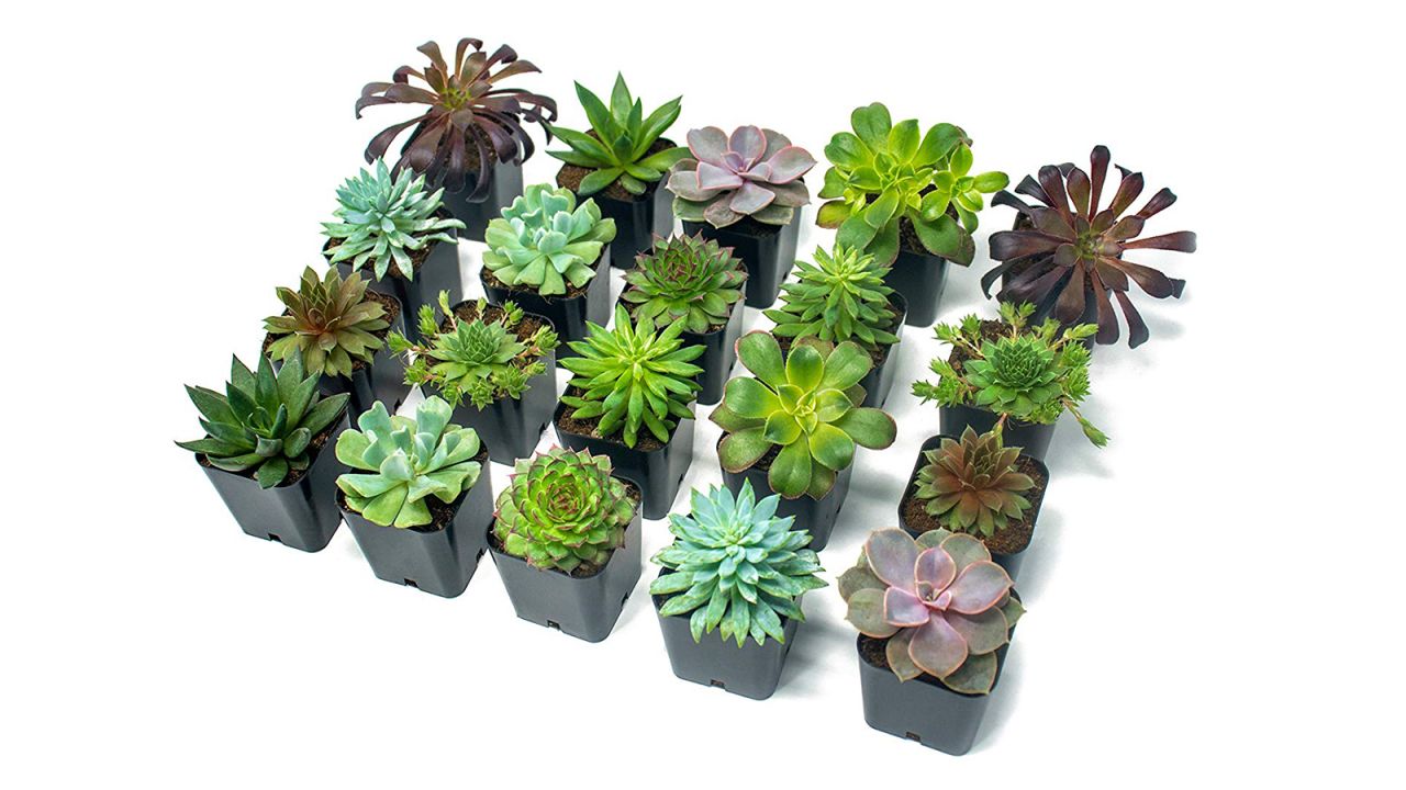 <strong>Real Live Potted Succulent Plants (20-Pack) ($39.91, originally $46.95; </strong><a href="https://amzn.to/2EfD3Ez" target="_blank" target="_blank"><strong>amazon.com</strong></a><strong>) </strong>