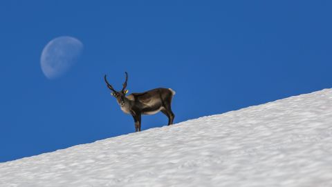 Reindeer will move onto snow and ice on hot summer days to avoid pestering insects. The ancient hunters knew this and hunted the reindeer on the ice, which is why so many hunting tools were lost in the snow on these sites.