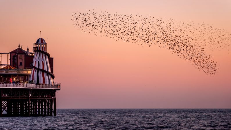 <strong>Brighton, England: </strong>A murmuration of starlings gather before roosting underneath the Palace Pier in this popular UK seaside town.