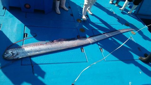 Fishermen marvel at one of two oarfish caught in Okinawa last month