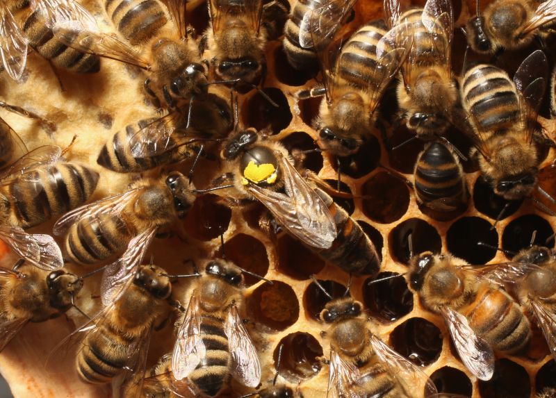 This Winter Saw The Most US Honeybee Colony Losses In More Than A ...