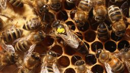 honey bee colony