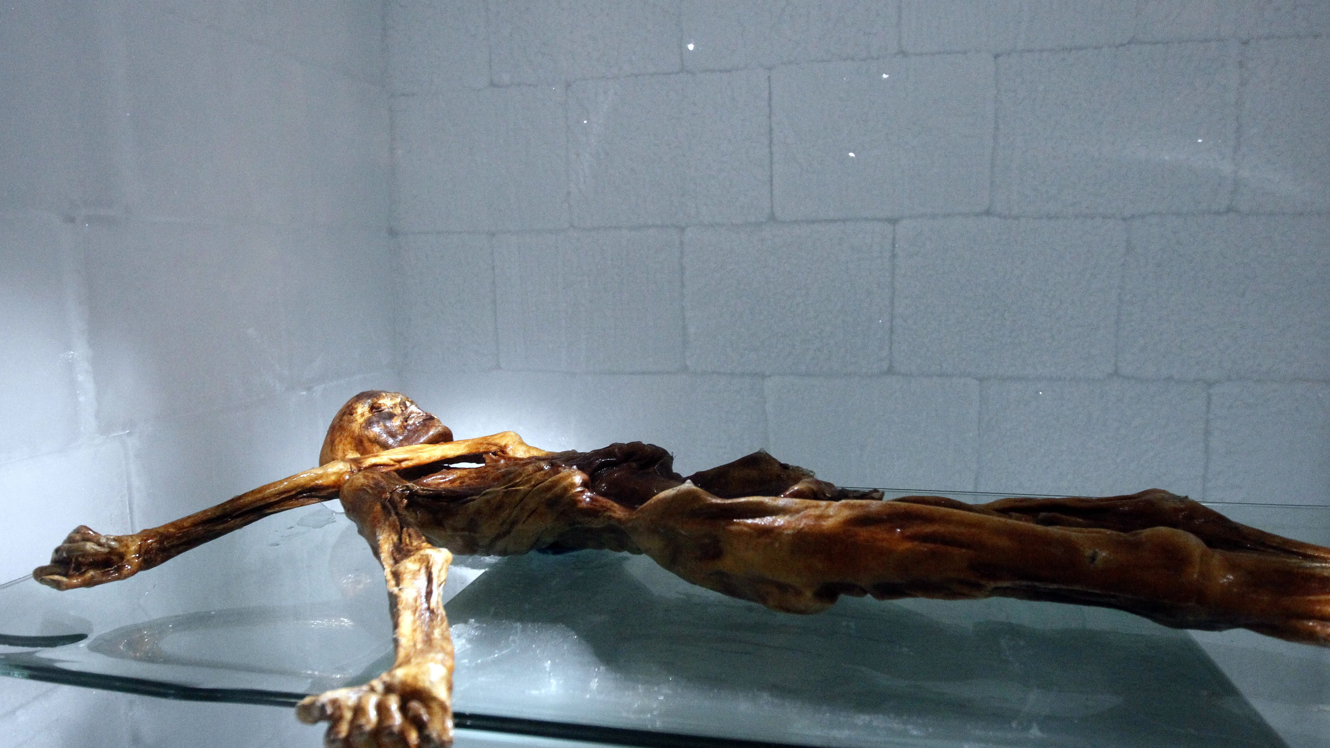 The mummy of Otzi the Iceman lies on display at the Archaeological Museum of Bolzano in Italy. 