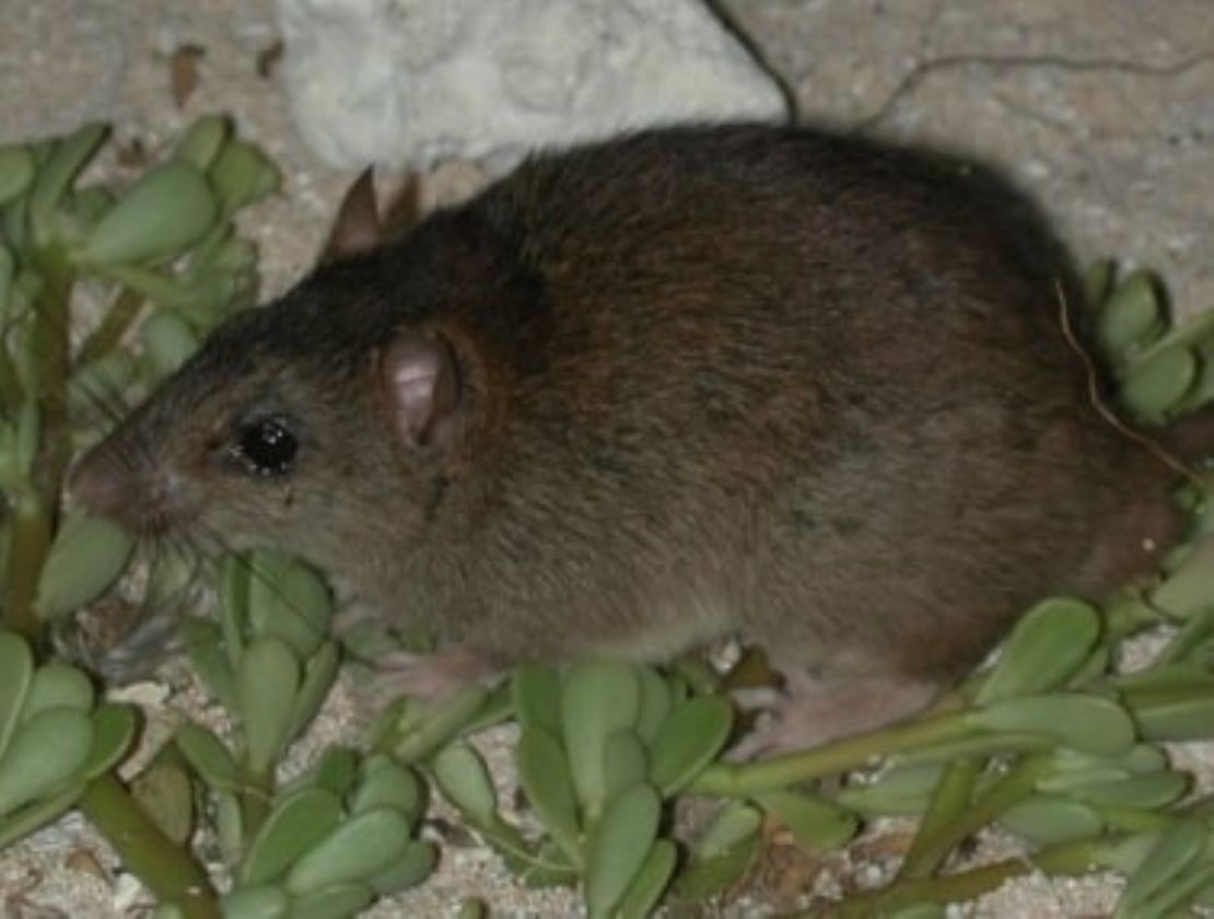 Bramble Cay Melomys has been declared extinct as a result of climate change