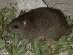 Bramble Cay Melomys has been declared extinct as a result of climate change
