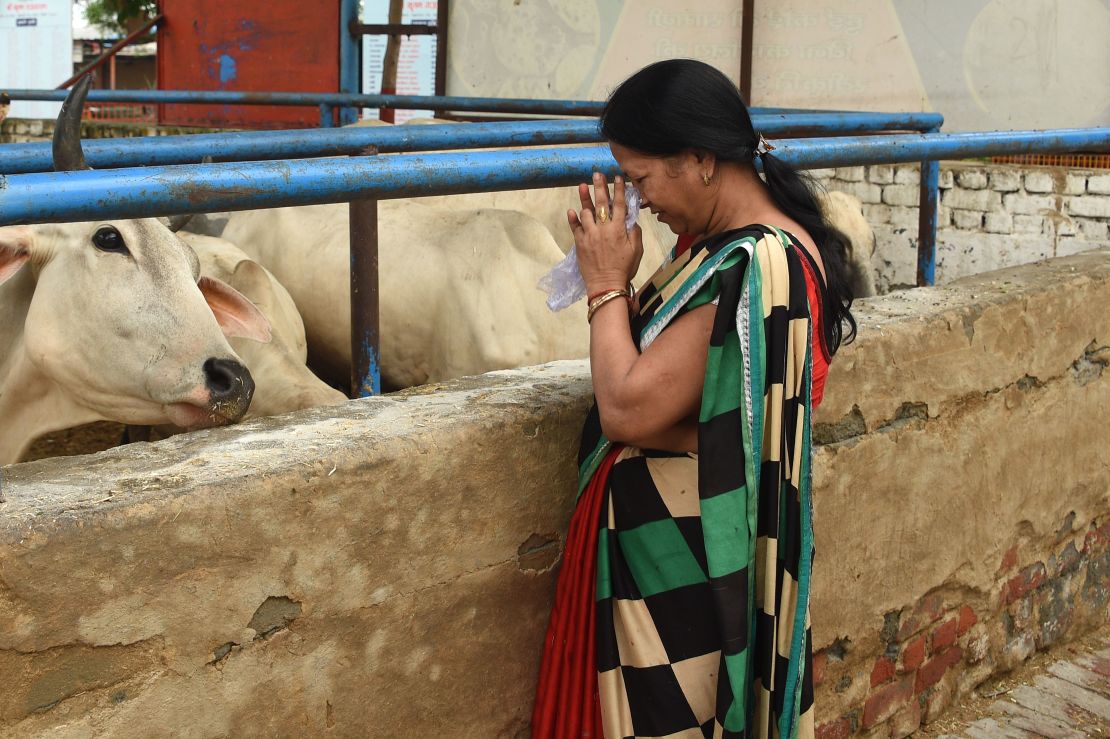 In this photograph taken on July 23, 2017 an Indian devotee prays to cows at the 'Sri Krishna' cow shelter in Bawana, a suburb of the Indian capital New Delhi.
