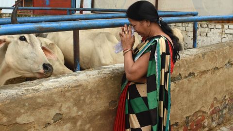 In this photograph taken on July 23, 2017 an Indian devotee prays to cows at the 'Sri Krishna' cow shelter in Bawana, a suburb of the Indian capital New Delhi.
