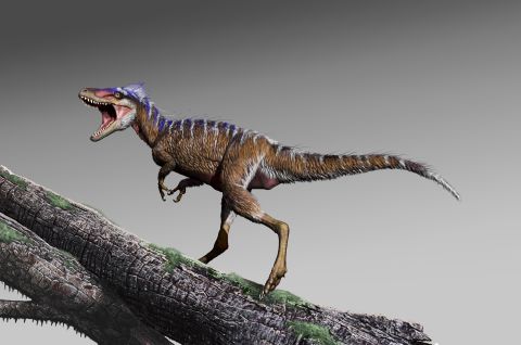 An artist's illustration of what the small tyrannosaur Moros intrepidus would have looked like 96 million years ago. These small predators would eventually become Tyrannosaurus rex.