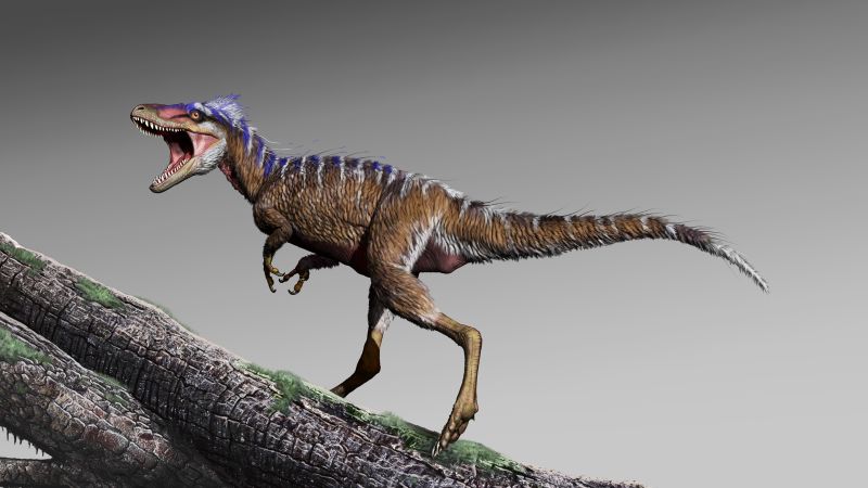 Tiny Tyrannosaur Fossil Discovery Changes The Dinosaur Timeline Cnn