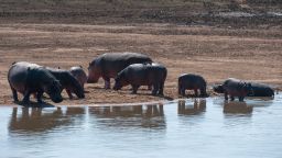 ZAMBIA - 2014/06/19: A group of Hippopotamus (Hippopotamus amphibious) on the shore of the Luangwa River in South Luangwa National Park in eastern Zambia. (Photo by Wolfgang Kaehler/LightRocket via Getty Images)