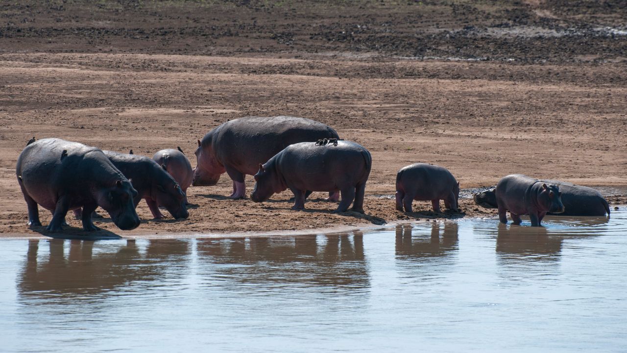 Hippopotamuses gather on the shore of the Luangwa River in South Luangwa National Park in eastern Zambia.