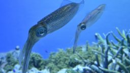 Researchers believe proteins found in squid could be used to make alternatives to plastic.