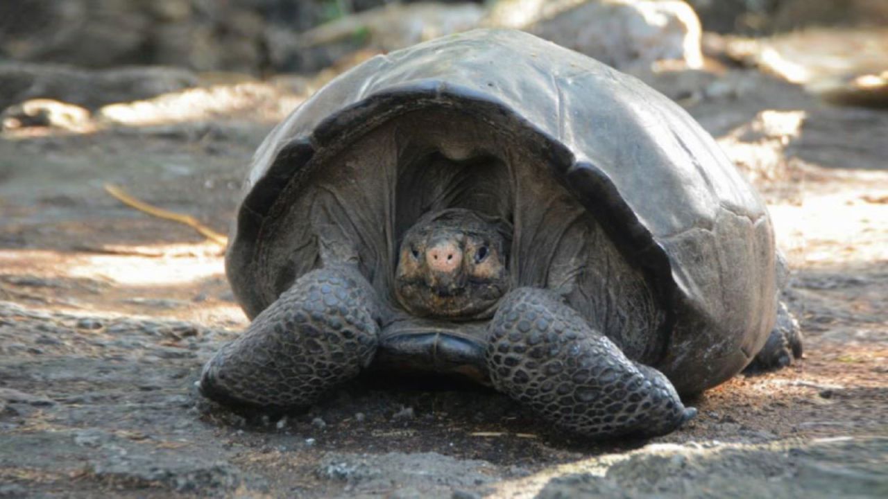 The rare Fernandina Giant Tortoise, believed extinct, was seen earlier this week for the first time in 100 years. 