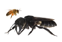 One of the first images of a living Wallace's giant bee. Megachile pluto is the world's largest bee, which is approximately 4 times larger than a European honey bee.