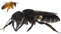 One of the first images of a living Wallace's giant bee. Megachile pluto is the world's largest bee, which is approximately 4x times larger than a European honey bee.