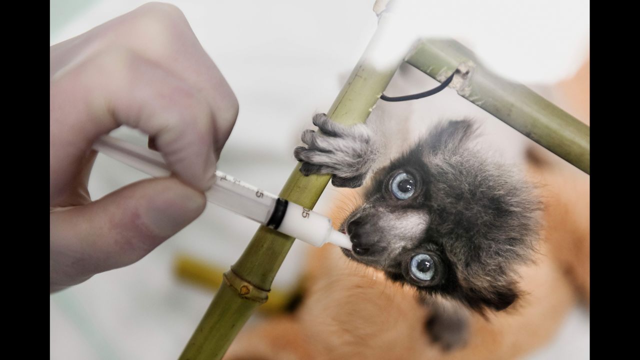 A veterinarian feeds Soa, a female crowned sifaka, at a zoo in Besancon, France, on Monday, February 18. The crowned sifaka is a critically endangered species from Madagascar.