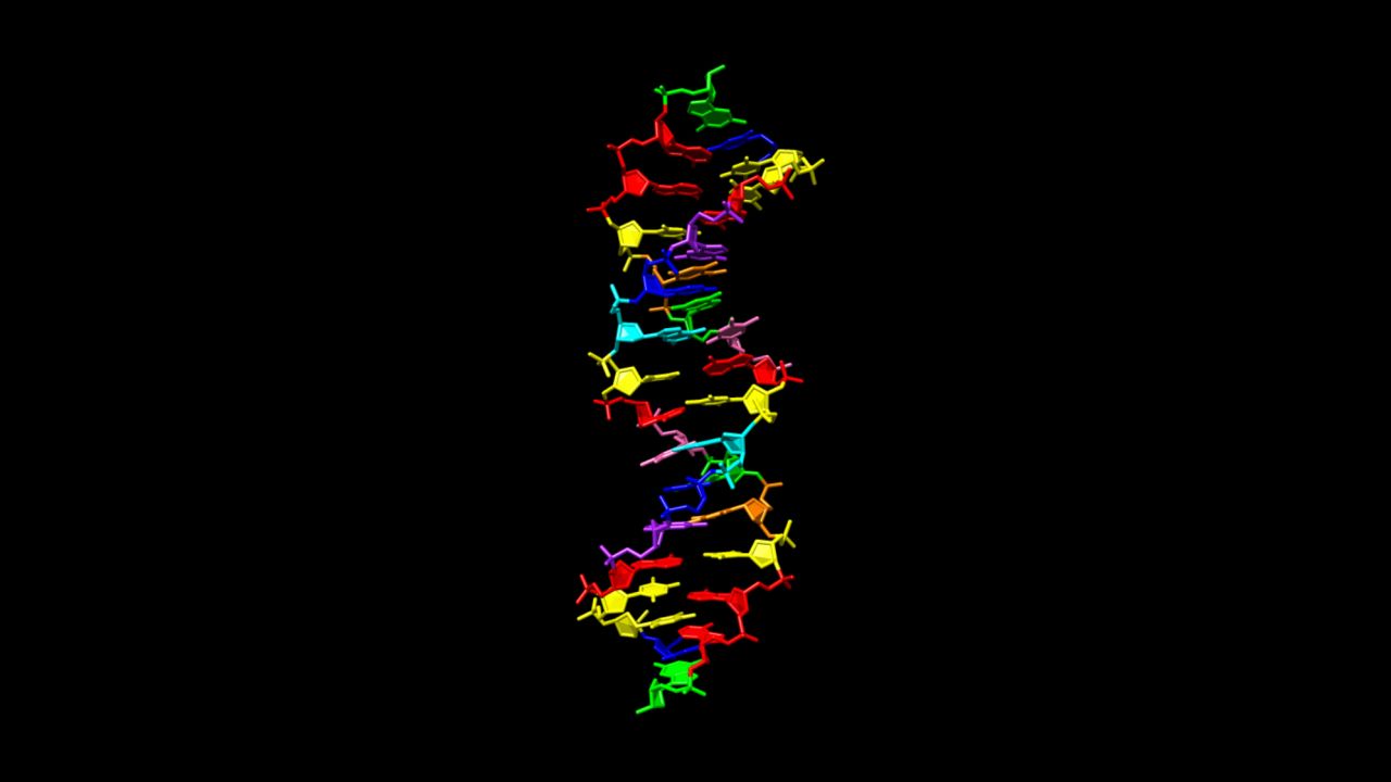 Hachimoji DNA uses the four informational ingredients of regular DNA (green, red, blue, yellow) and four new ones (cyan, pink, purple, orange).