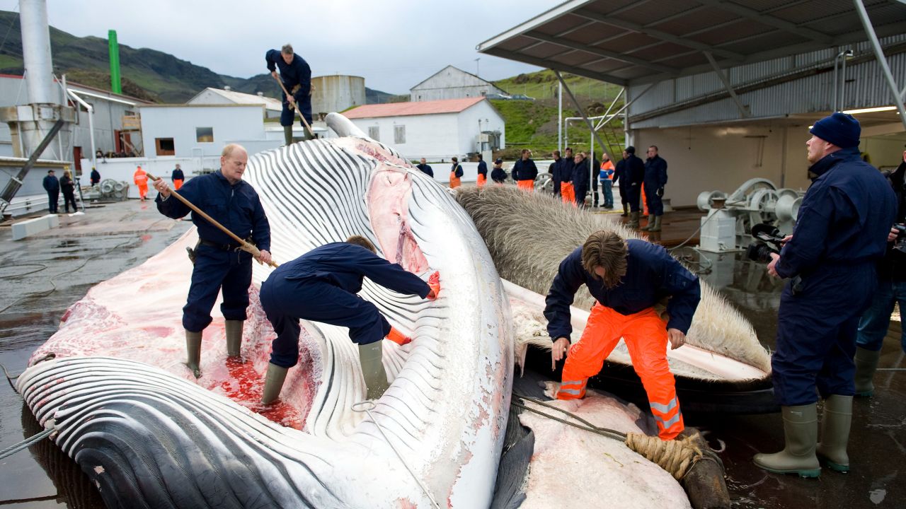 Whalers cut open a 35-ton fin whale in 2009, one of two caught by a Hvalur crew off the coast of Hvalfjsrour, north of Reykjavik, on the western coast of Iceland. 