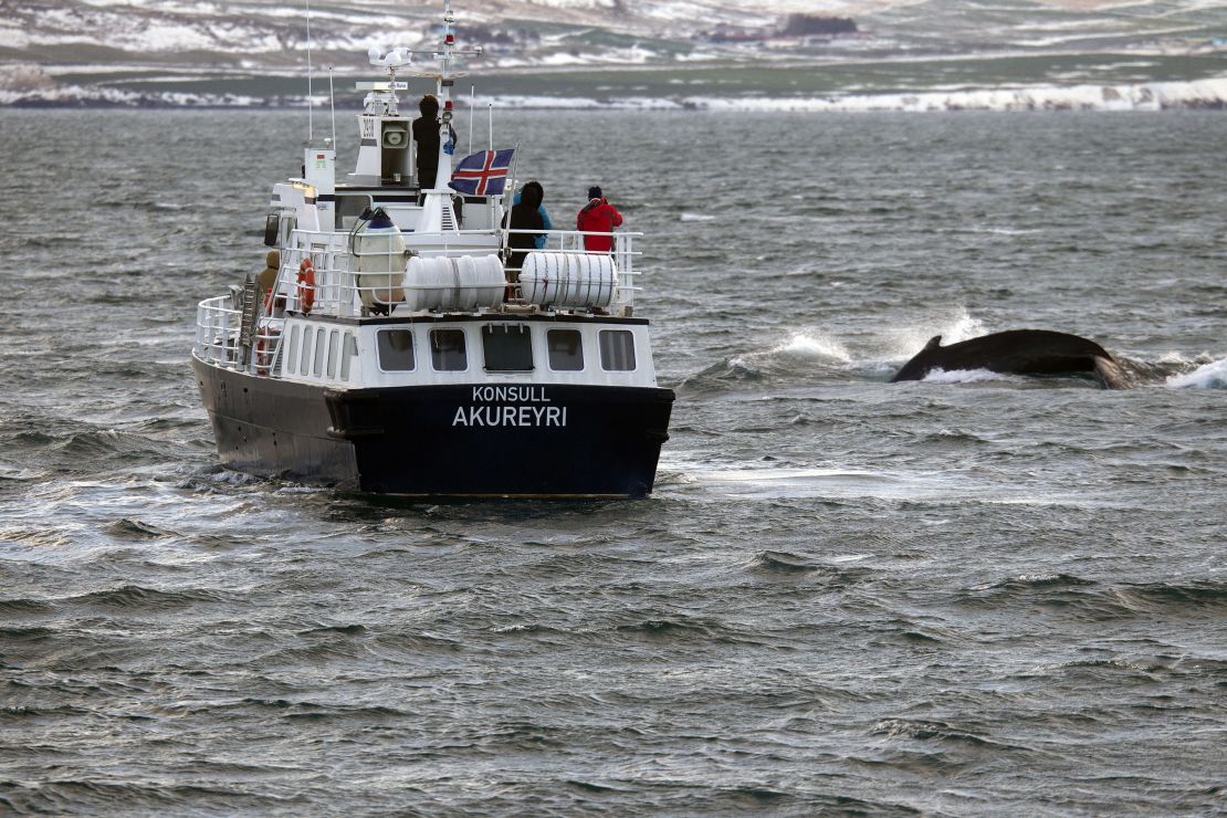 'Konsull' whale watching, Eyjafjördur, Akureyri, Iceland.
Iceland in November 2017