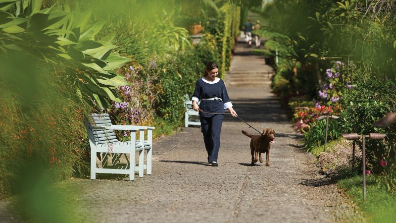 Pet friendly hotels roll out the red carpet for your favorite