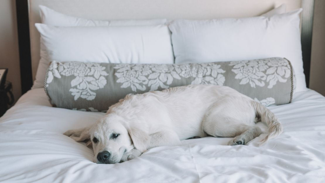 Pets at the Fairmont San Francisco can enjoy their own room service menu featuring chicken or salmon with vegetables and brown rice. 