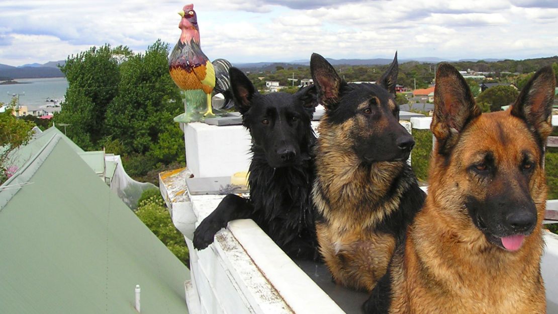 Past guests at Hawley House Tasmania have included dogs, ferrets, rabbits, horses, cats and even chickens.       