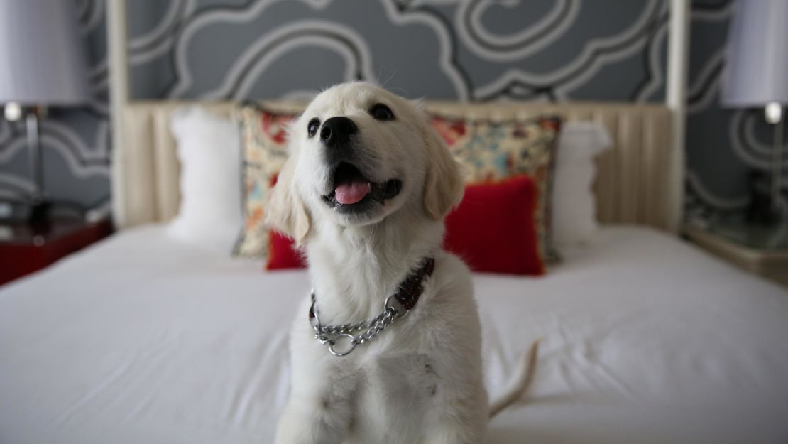 Dogs are the most common pet guests at the Kimpton. 