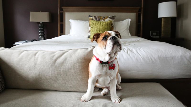 Best hotels 2024 for dogs