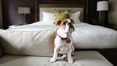 14 pet-friendly hotels_Kimpton Hotel