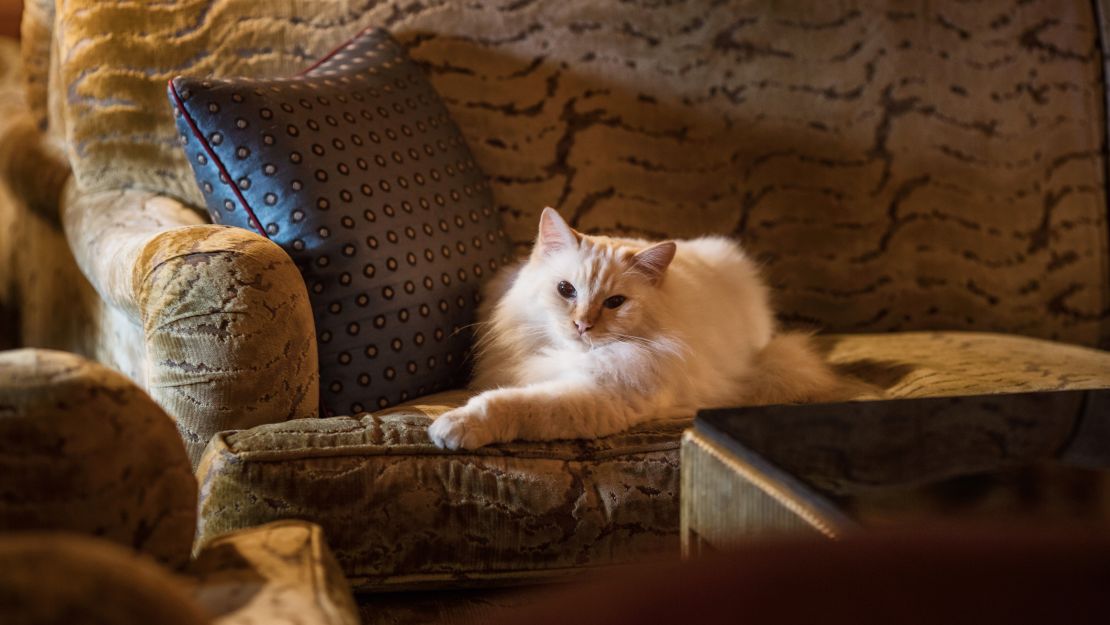 Cats are welcome at Le Bristol Paris and are treated to luxurious surroundings and high-quality food.