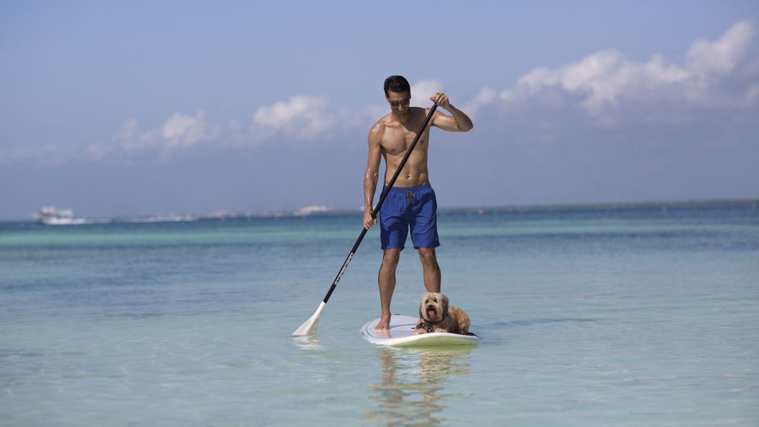 <strong>Water sports:</strong> Extra-adventurous animals can head out to the ocean with you to try paddle boarding together. At the very least, it's a nice bonding activity.