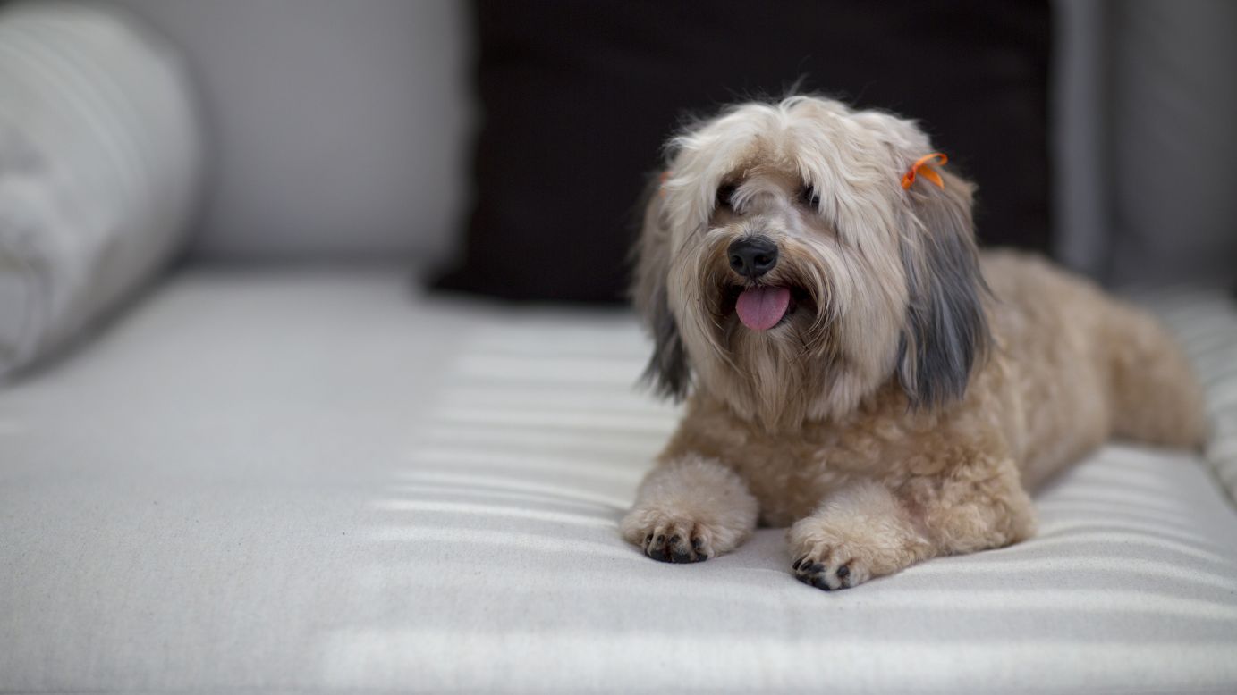 <strong>Nizuc Resort & Spa:</strong> The Mexican resort<strong> w</strong>elcomes both dogs and cats up to 4.5 kilos and provides beds, bowls and water throughout your stay.