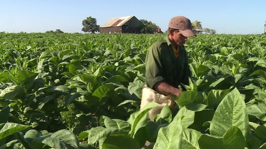 Cuban tobacco growers Oppmann