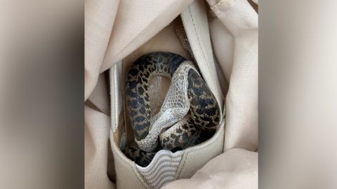 The snake had curled up inside Boxall's shoe, where it began to shed its skin.