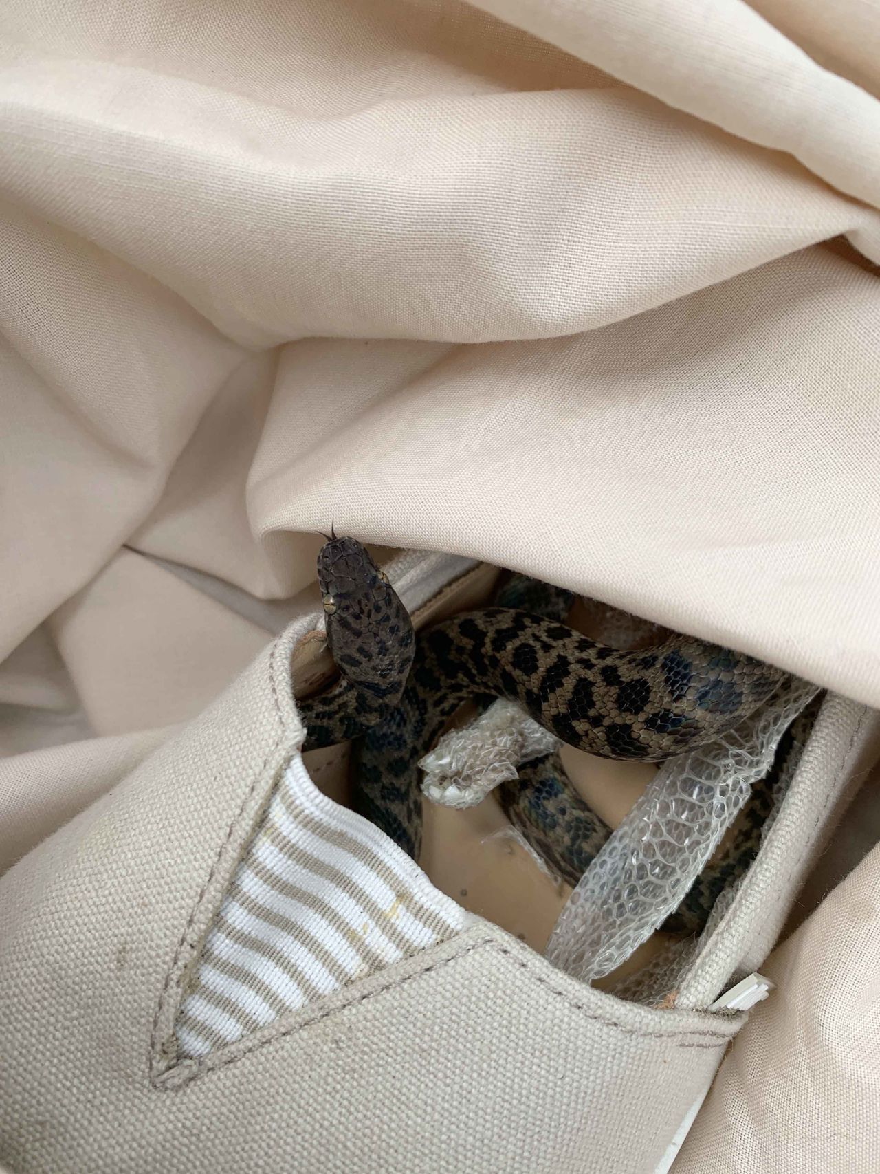 The snake was in a shoe in Moira Boxall's suitcase.