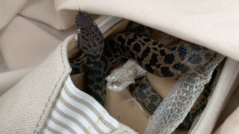 The snake was in a shoe in Moira Boxall's suitcase.