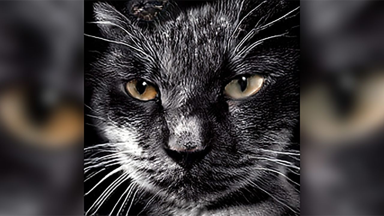 This cat was generated by AI, too.