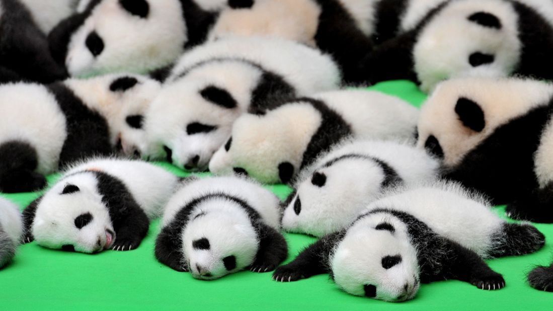 <strong>Chengdu: </strong>Chengdu has a sizable human population of more than 16 million and an impressive panda population, too. Among the 45 surviving panda babies born in 2018, 42 of them were born in Chengdu.