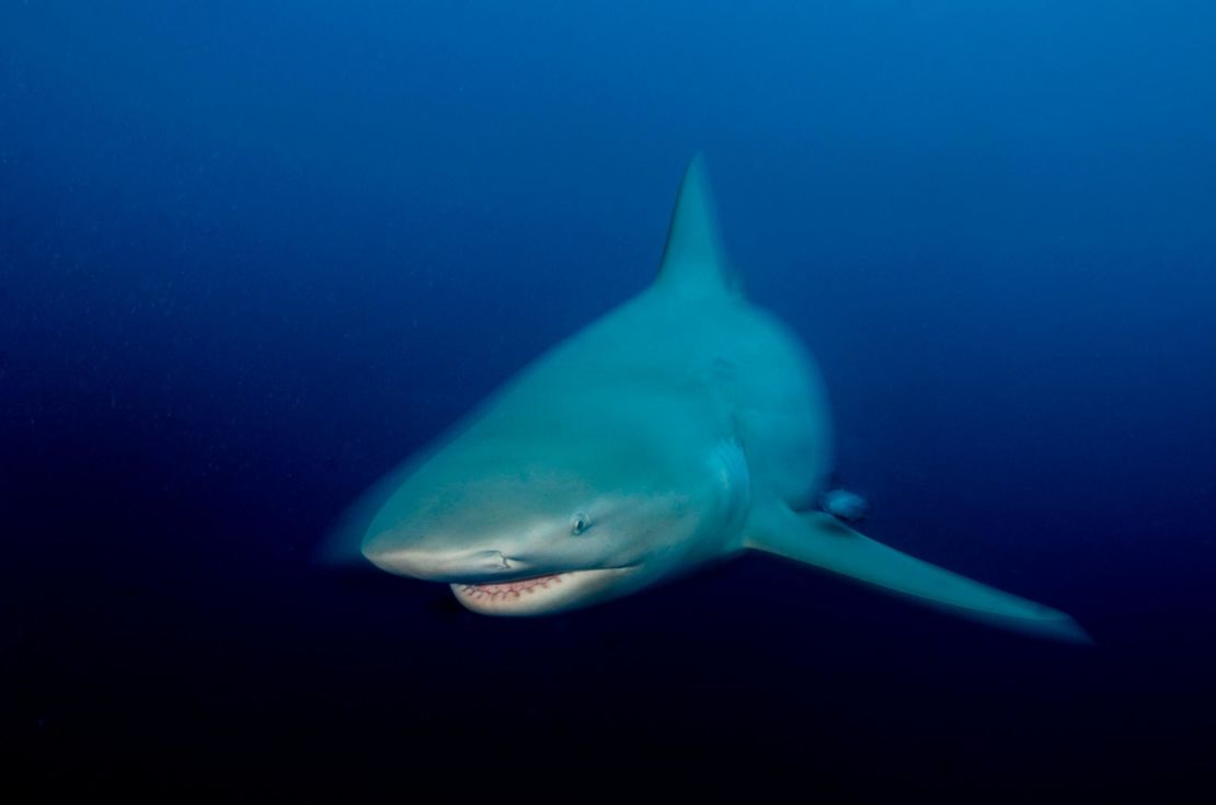bull shark