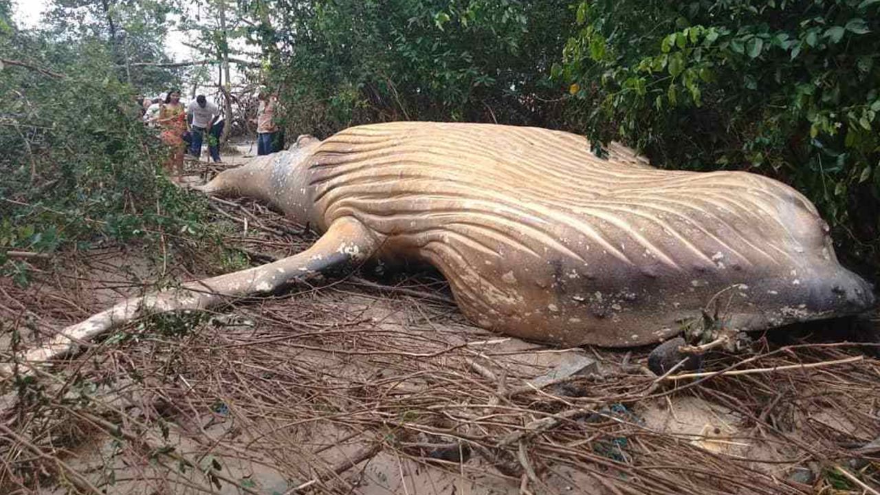 03 dead humpback whale brazil