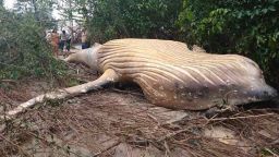 This dead baby humpback whale was found in a mangrove forest in Brazil, not far from shore.