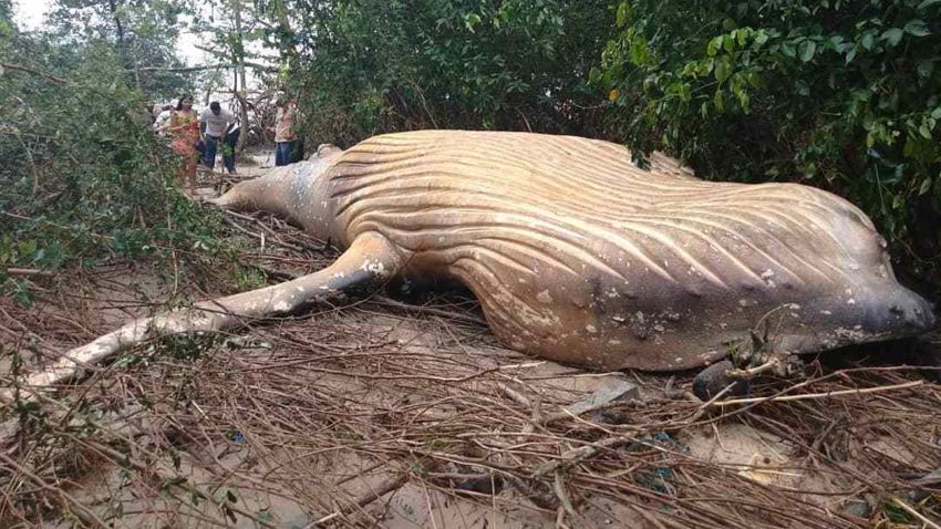 03 dead humpback whale brazil