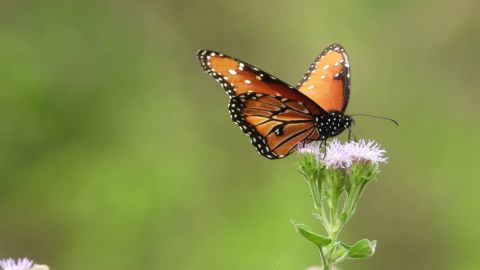 A study published Tuesday found that one-third of Ohio's butterfly population had died between 1996 and 2016. The results are troubling for more important pollinators like bees, researchers said. 